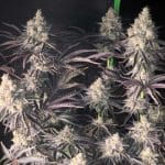 Zerbert Smoothie by The Plug Seedbank – Sweet – 12/12 Photoperiod – Creative – image 2 – Seed City