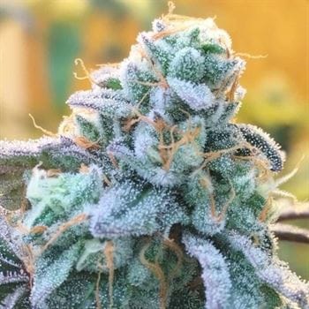 showing Feminized – 50% Indica/50% Sativa – Outdoor cultivation – image 2 – Seed City