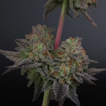 Zowahh from Karma Genetics