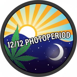 12/12 Photoperiod