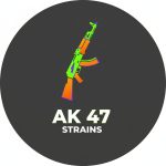 AK 47 Strains