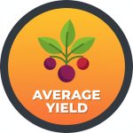 Average Yield
