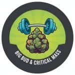 Big Bud and Critical Mass Strains