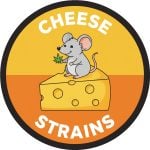 Cheese Strains