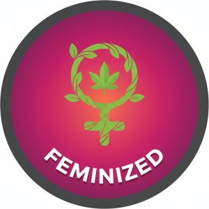Feminised