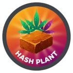 Hash Plant Strains