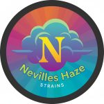 Nevilles Haze Strains