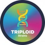 TRIPLOID Strains