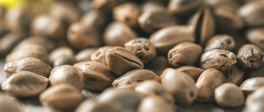 Best autoflowering cannabis seeds in 2026