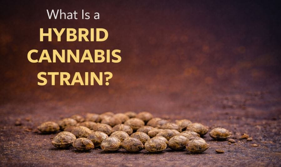 What is a hybrid cannabis strain?