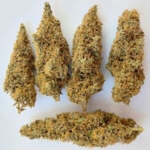 Ace Seed bank Colossus cannabis plant image 1