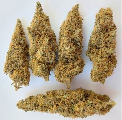 Ace Seed bank Colossus cannabis plant image 1
