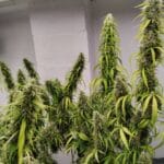 Ace Seed bank Colossus cannabis plant image 2