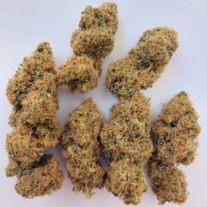Ace Seed bank Magic Carrot cannabis plant image 1