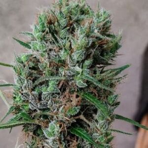 Ace Seed bank Papua New Guinea cannabis plant image 1