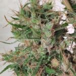 Ace Seed bank Papua New Guinea cannabis plant image 2