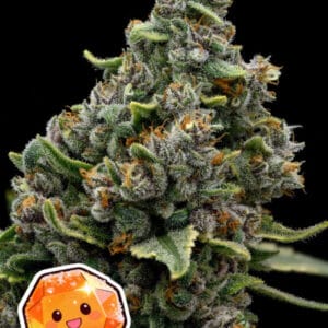 Anesia Seeds Calamansi Crystal Candy cannabis plant image 1