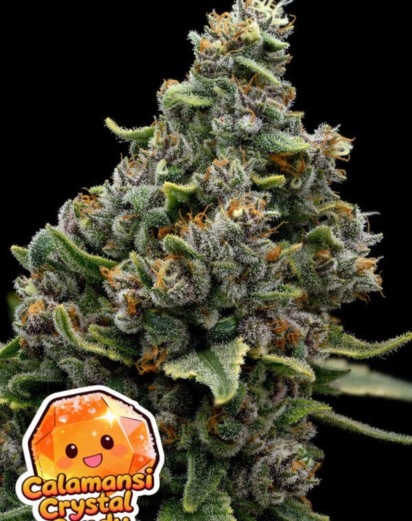 Anesia Seeds Calamansi Crystal Candy cannabis plant image 1