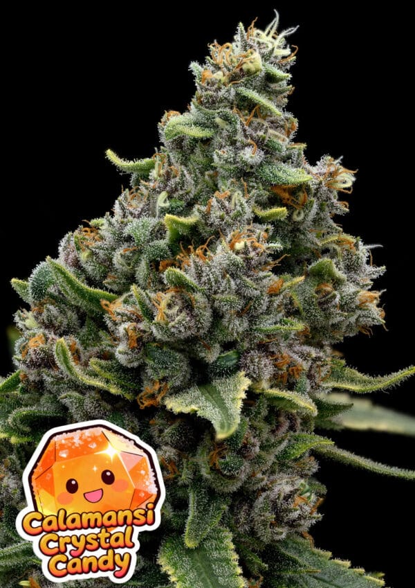 Anesia Seeds Calamansi Crystal Candy cannabis plant image 1