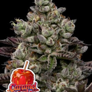 Anesia Seeds Caramel Apple Drip cannabis plant image 1
