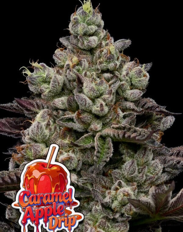 Anesia Seeds Caramel Apple Drip cannabis plant image 1