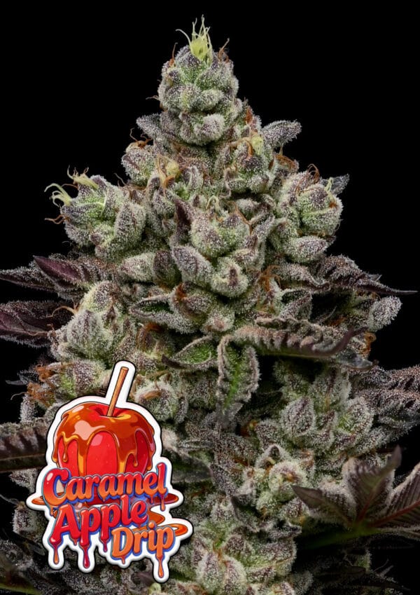Anesia Seeds Caramel Apple Drip cannabis plant image 1
