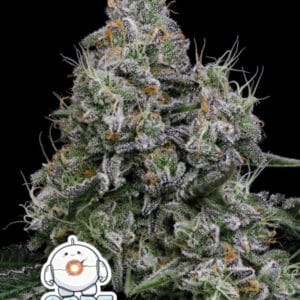 Anesia Seeds Core Damage cannabis plant image 1