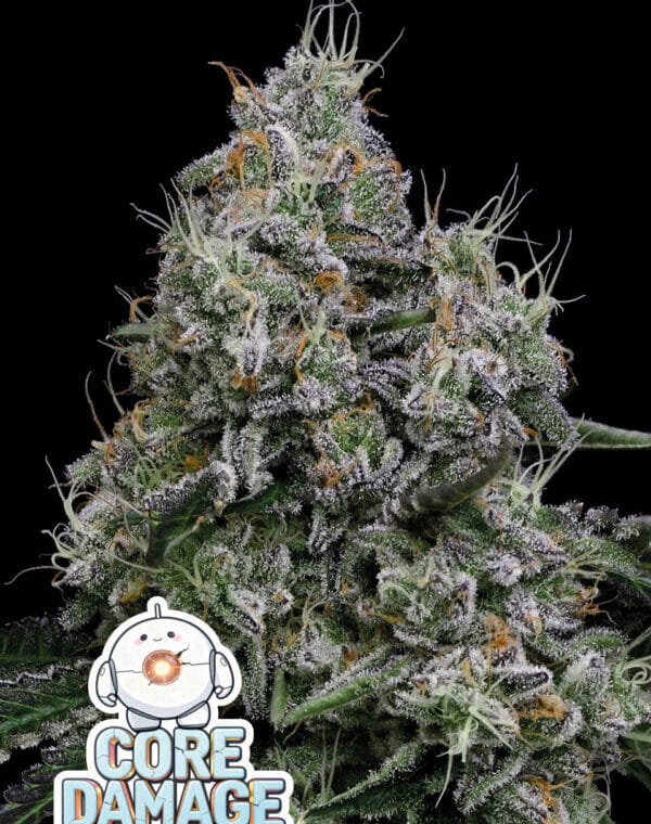 Anesia Seeds Core Damage cannabis plant image 1