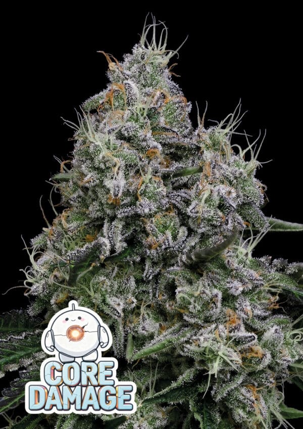Anesia Seeds Core Damage cannabis plant image 1