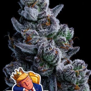 Anesia Seeds Dozy Don cannabis plant image 1