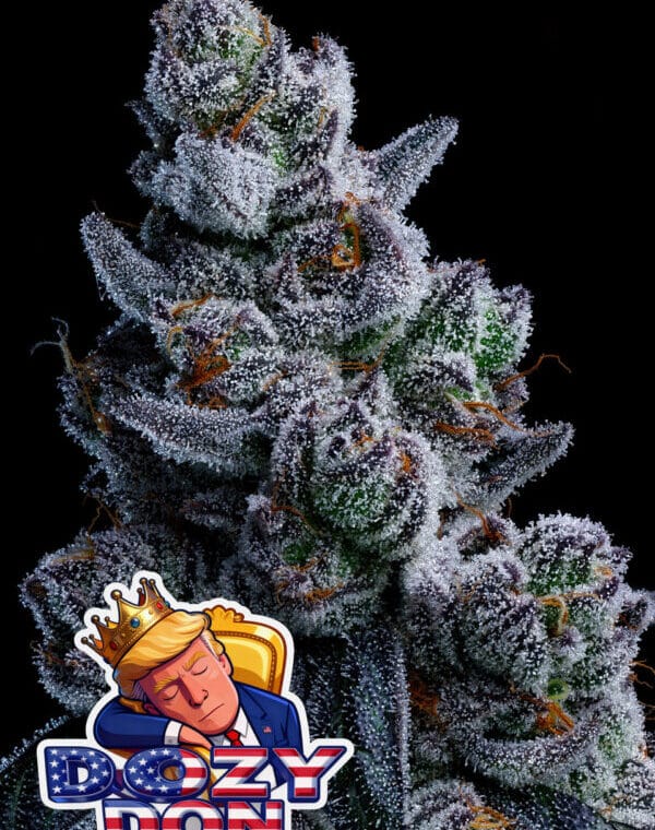 Anesia Seeds Dozy Don cannabis plant image 1