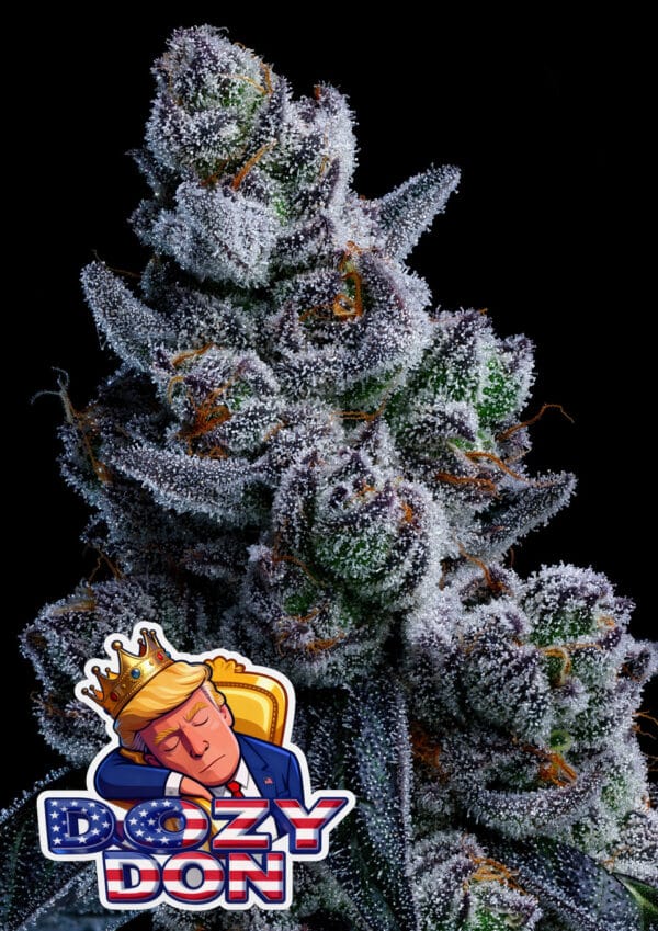 Anesia Seeds Dozy Don cannabis plant image 1