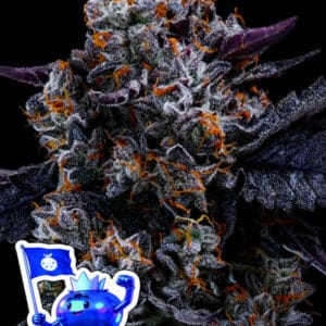 Anesia Seeds Free Blueberry Nation cannabis plant image 1