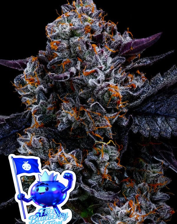 Anesia Seeds Free Blueberry Nation cannabis plant image 1
