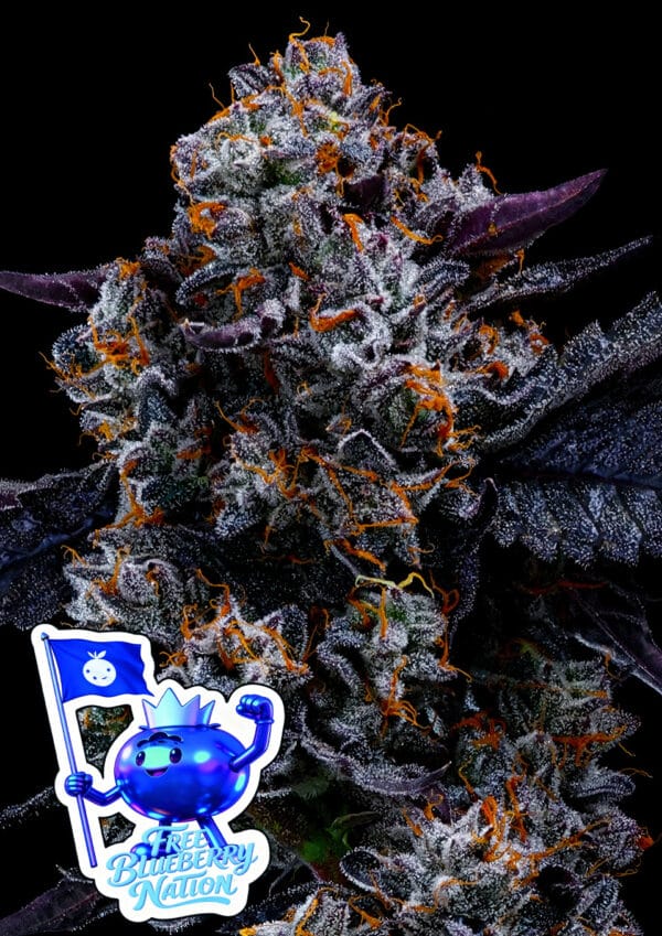 Anesia Seeds Free Blueberry Nation cannabis plant image 1