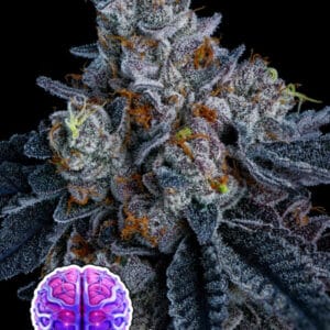 Anesia Seeds Giga Brain Auto cannabis plant image 1