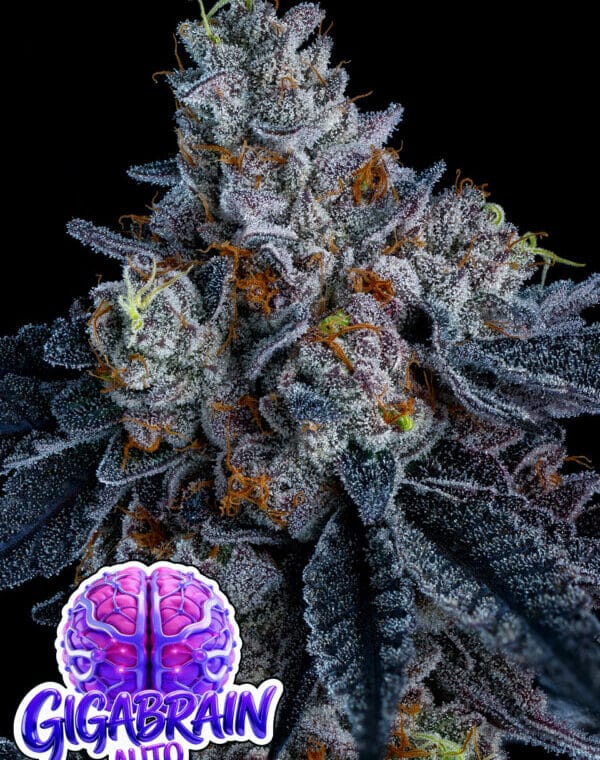 Anesia Seeds Giga Brain Auto cannabis plant image 1