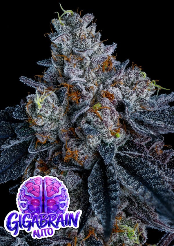 Anesia Seeds Giga Brain Auto cannabis plant image 1