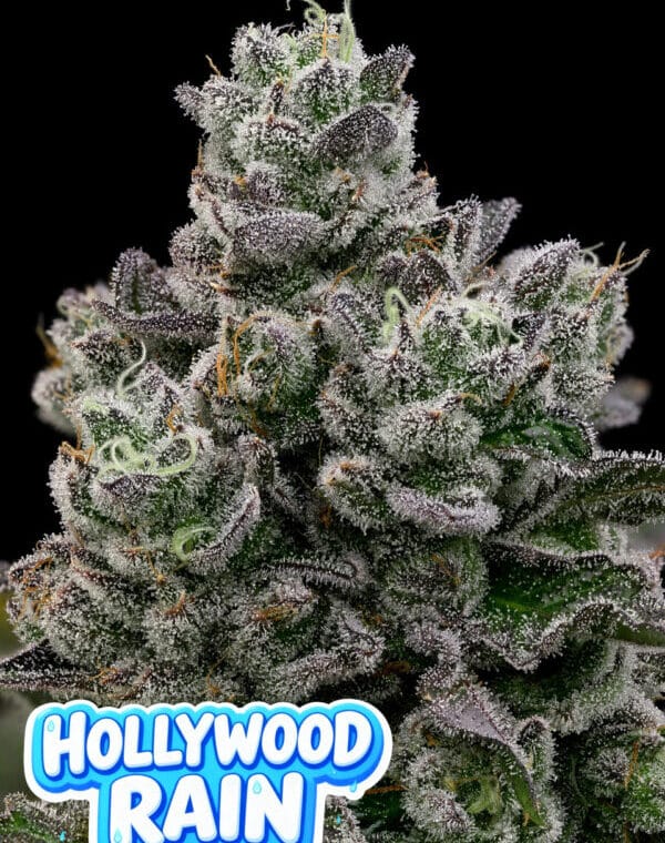 Anesia Seeds Hollywood Rain cannabis plant image 1