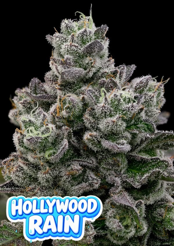 Anesia Seeds Hollywood Rain cannabis plant image 1