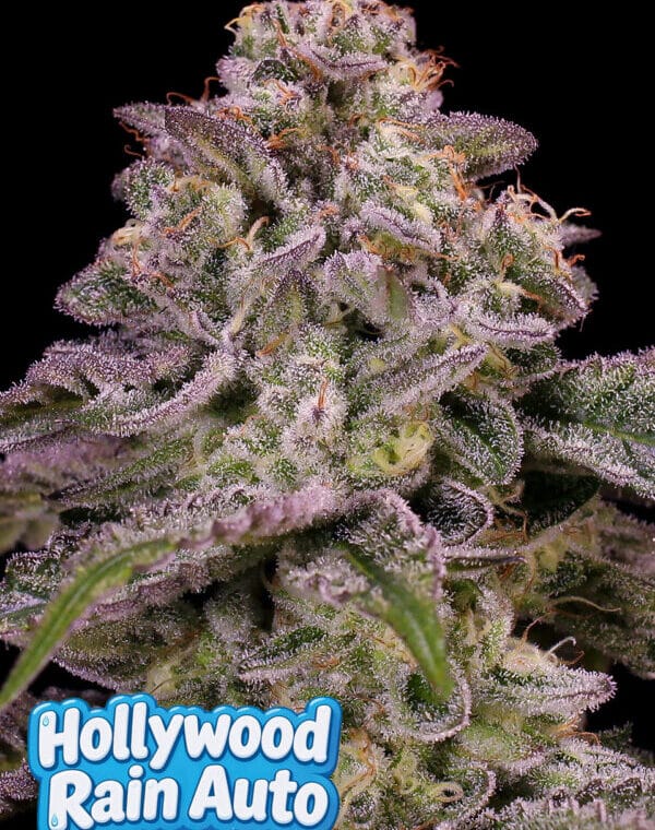 Anesia Seeds Hollywood Rain Auto cannabis plant image 1