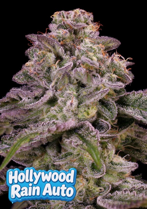 Anesia Seeds Hollywood Rain Auto cannabis plant image 1