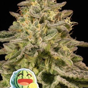 Anesia Seeds Iced Lemon Watermelon cannabis plant image 1
