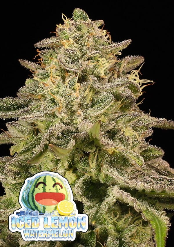 Anesia Seeds Iced Lemon Watermelon cannabis plant image 1