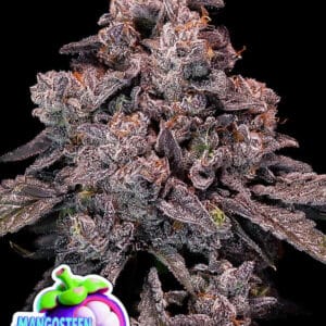 Anesia Seeds Mangosteen Glitch Auto cannabis plant image 1