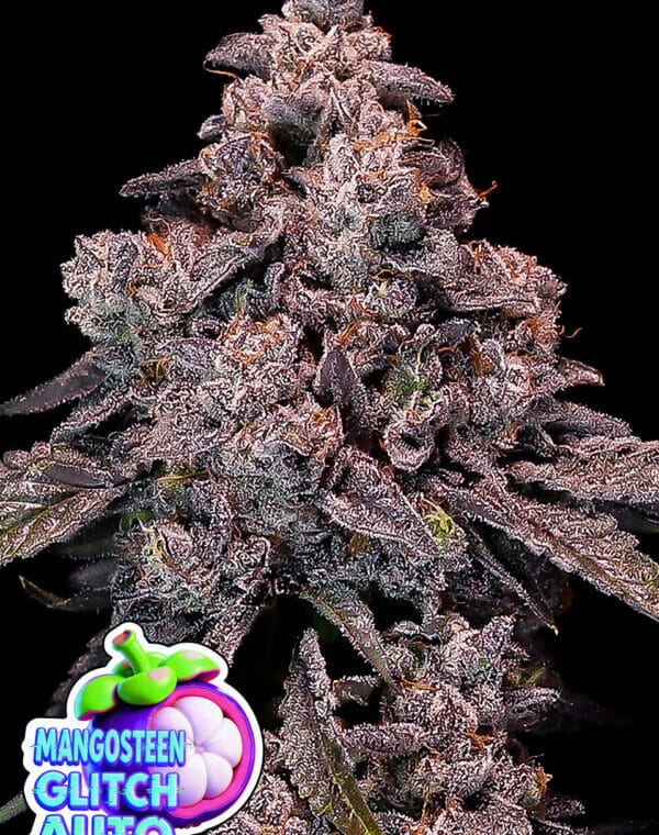 Anesia Seeds Mangosteen Glitch Auto cannabis plant image 1