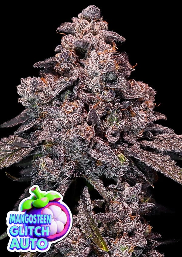 Anesia Seeds Mangosteen Glitch Auto cannabis plant image 1