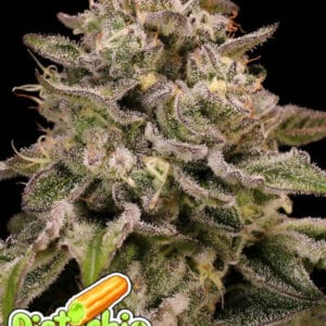 Anesia Seeds Pistachio Churro Auto cannabis plant image 1