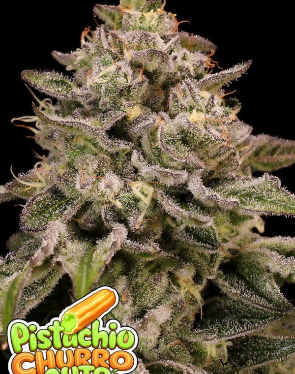 Anesia Seeds Pistachio Churro Auto cannabis plant image 1