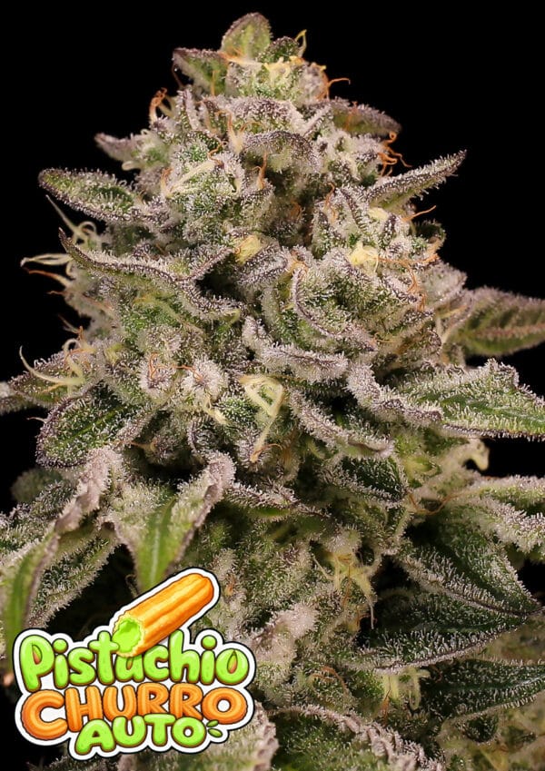 Anesia Seeds Pistachio Churro Auto cannabis plant image 1